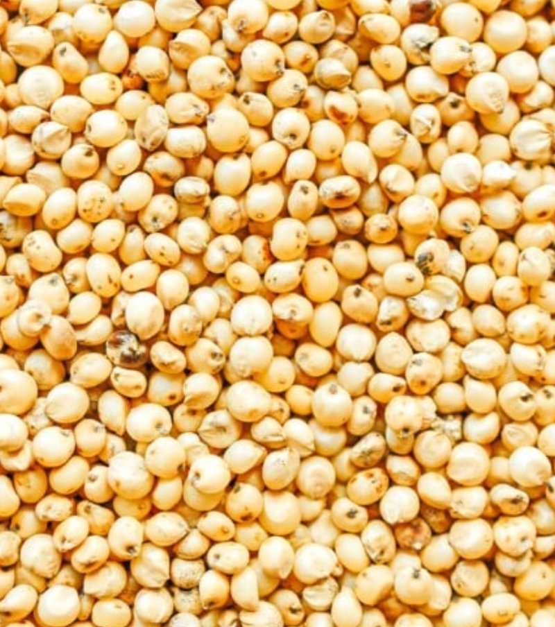 Sorghum 