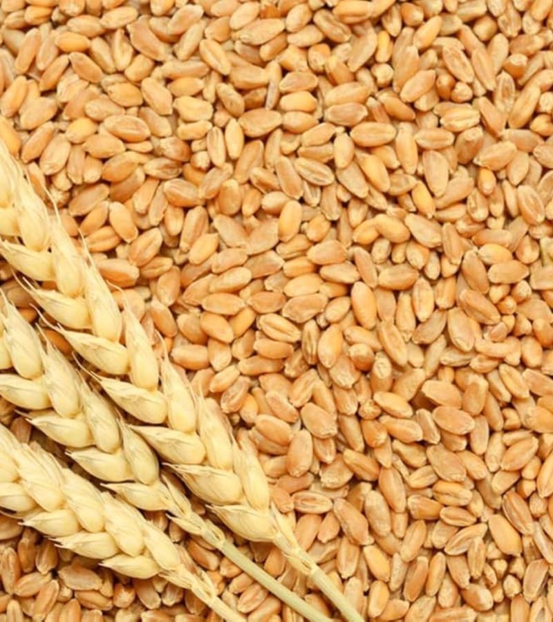 wheat